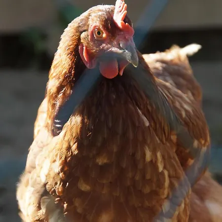 Oberransburg アパート *