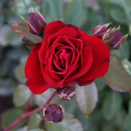 Oberransburg アパート