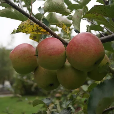 Oberransburg * Φλαχάου