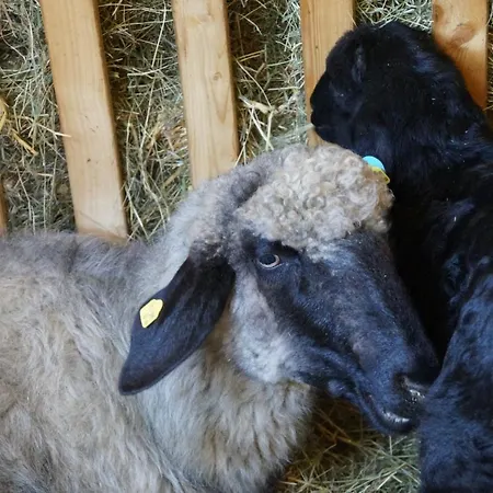 アパート Oberransburg フラッハウ