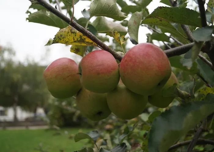 Oberransburg * フラッハウ