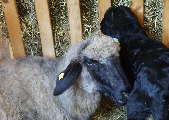 アパート Oberransburg フラッハウ